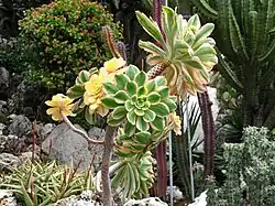 Aeonium arboreum var. albovariegatum