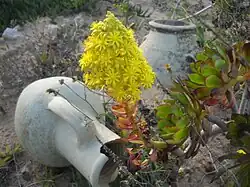 Inflorescence d'Aeonium arboreum