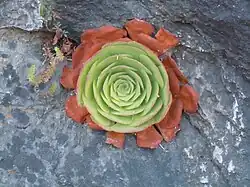 Rosette avec les feuilles extérieures séchées