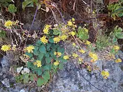 Détail de l'inflorescence.