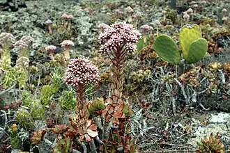 Plante en floraison.