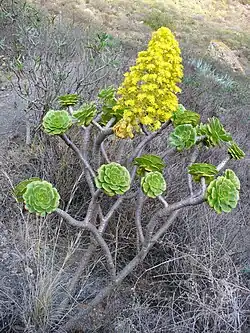 Port arborescent (Grande Canarie, Caldeira de Bandama, en novembre)