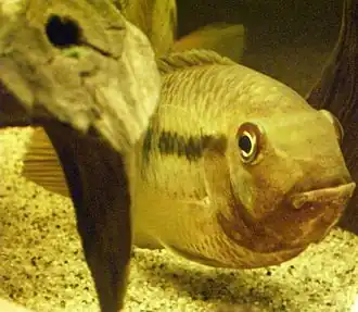 Description de cette image, également commentée ci-après