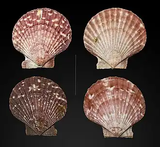 Aequipecten opercularis (Pectinida)