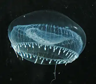 Aequorea victoria, une hydroméduse de l'ordre des Leptothecata.