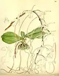 Angraecum kotschyiCurtis's Botanical Magazine1895