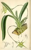 Acranthus arachnitisCurtis's Botanical Magazine1873.