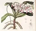 Aerides crispaThe Botanical Register1842.