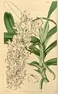 Aerides odoratumCurtis's Botanical Magazine1845.