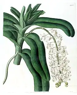 Aerides cornutumEdwards's Botanical Register1832.