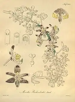 Aerides reichenbachiiReichenbach1874