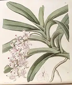Aerides virensEdwards's Botanical Register1844.