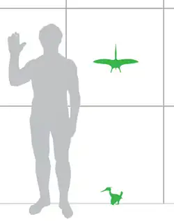 Taille du plus grand spécimen connu (MCZ 1505), comparée avec celle d'un humain.