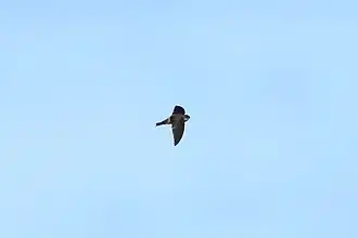 Description de l'image Aerodramus_pelewensis_imported_from_iNaturalist_photo_39944193_on_14_January_2020.jpg.