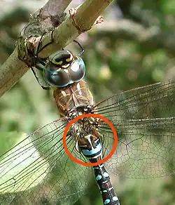 « Clou » jaunâtre, mâle mature.