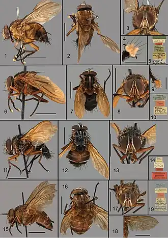 Description de l'image Aethiopomyia (10.3897-zookeysw.926.49210) Figures 1–19.jpg.