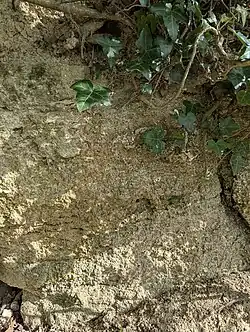 Affleurement du Conglomérat de Cernay