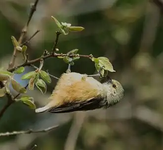 Description de l'image African_Penduline-Tit_(Anthoscopus_caroli).jpg.