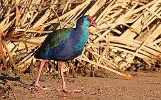 Description de cette image, également commentée ci-après