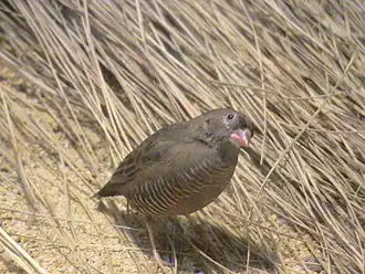 Description de cette image, également commentée ci-après