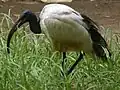 Ibis sacré
