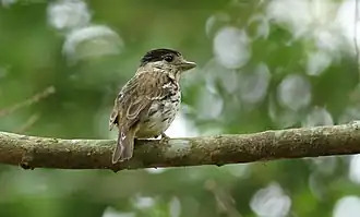 Description de l'image African broadbill, Smithornis capensis.jpg.