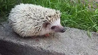 Atelerix albiventris