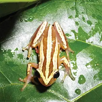 Description de l'image Afrixalus fulvovittatus fulvovittatus (10.3897-zse.90.8796) Figure 3.jpg.