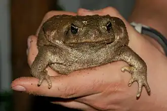Un crapaud buffle (Rhinella marina)