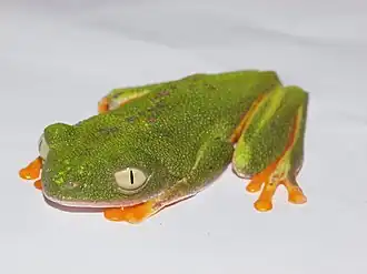 Description de l'image Agalychnis hulli.jpg.