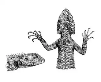 Description de l'image Agama bottegi 1897.jpg.