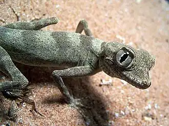 Description de l'image Agamura_persica_female.jpg.