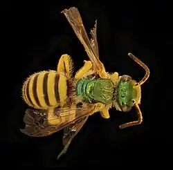Agapostemon nasutus.