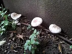 Agaric des trottoirs dans un environnement caillouteux à Paris