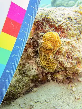 Description de l'image Agaricia humilis 6980313.jpg.