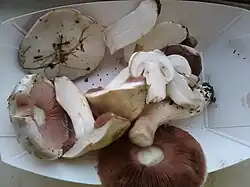 Chair blanche non jaunissante à la coupe/grattage, odeur douce.