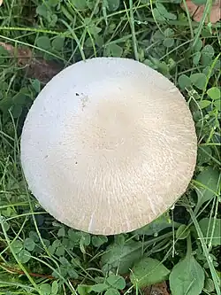 Chapeau blanchâtre légèrement méchuleux.