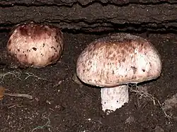 Agaricus subrutilescens