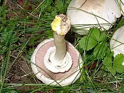 Agaricus xanthodermus