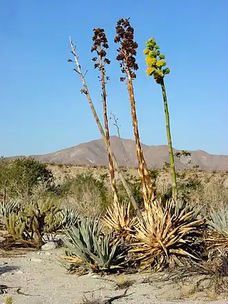 Description de l'image Agave deserti.jpg.