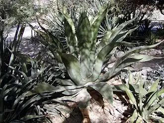 Description de l'image Agave inaequidens ssp barrancensis.jpg.