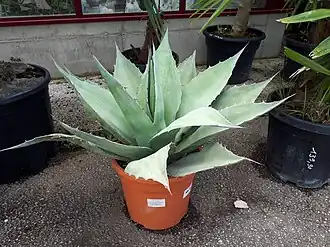 Description de l'image Agave ovatifolia (cultivated).jpg.