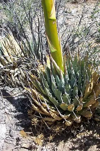 Description de l'image Agave utahensis leaves.jpg.