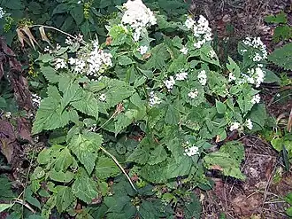Description de l'image Ageratina altissima 3zz.jpg.