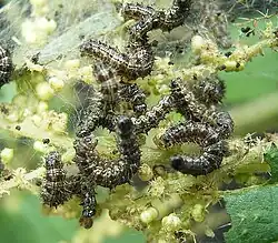 Le groupe se protège en tissant des fils de soie