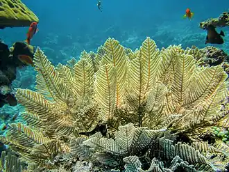 Pachyrhynchia cuppressina, une espèce à dominante «&nbsp;polype&nbsp;» (coloniale).