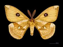 Mâle, face ventrale MHNT