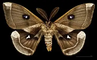 Mâle, face ventrale MHNT