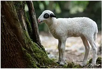 Image illustrative de l’article Agneau du Quercy