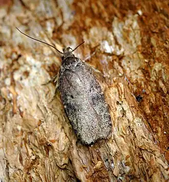 Description de l'image Agonopterix purpurea (27316009213).jpg.